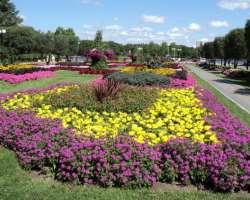 The center has over fifty thousand plants. About 25000 rose plants are grown in the garden. You can imagine how beautiful it looks when all the roses 